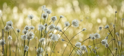 Eriophorum - Cotton grass in the bog with soft bokeh
