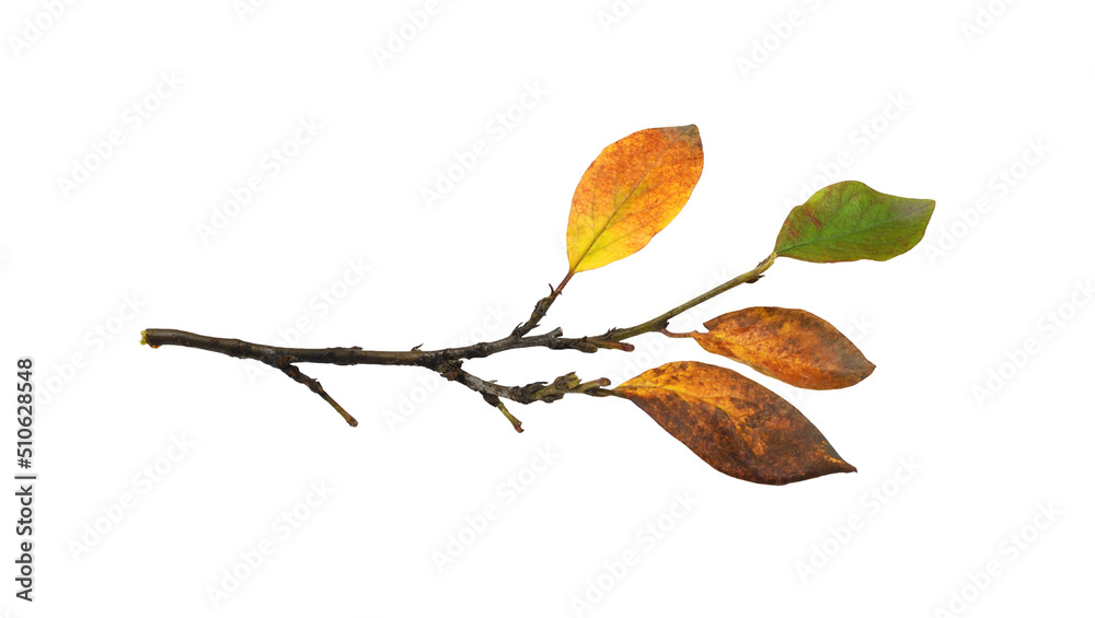 Autumn twig with colorful leaves Autumn twig with colorful leaves