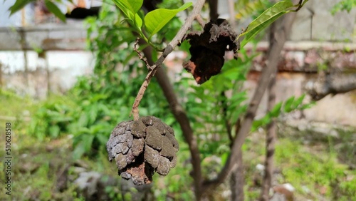 srikaya fruit left to rot on the tree photo