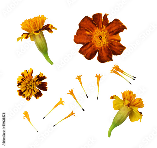 Set of orange and brown mar...