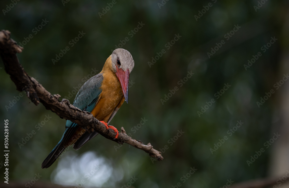 Stork-billed Kingfisher on the branch tree. Stork-billed Kingfisher on the branch tree.