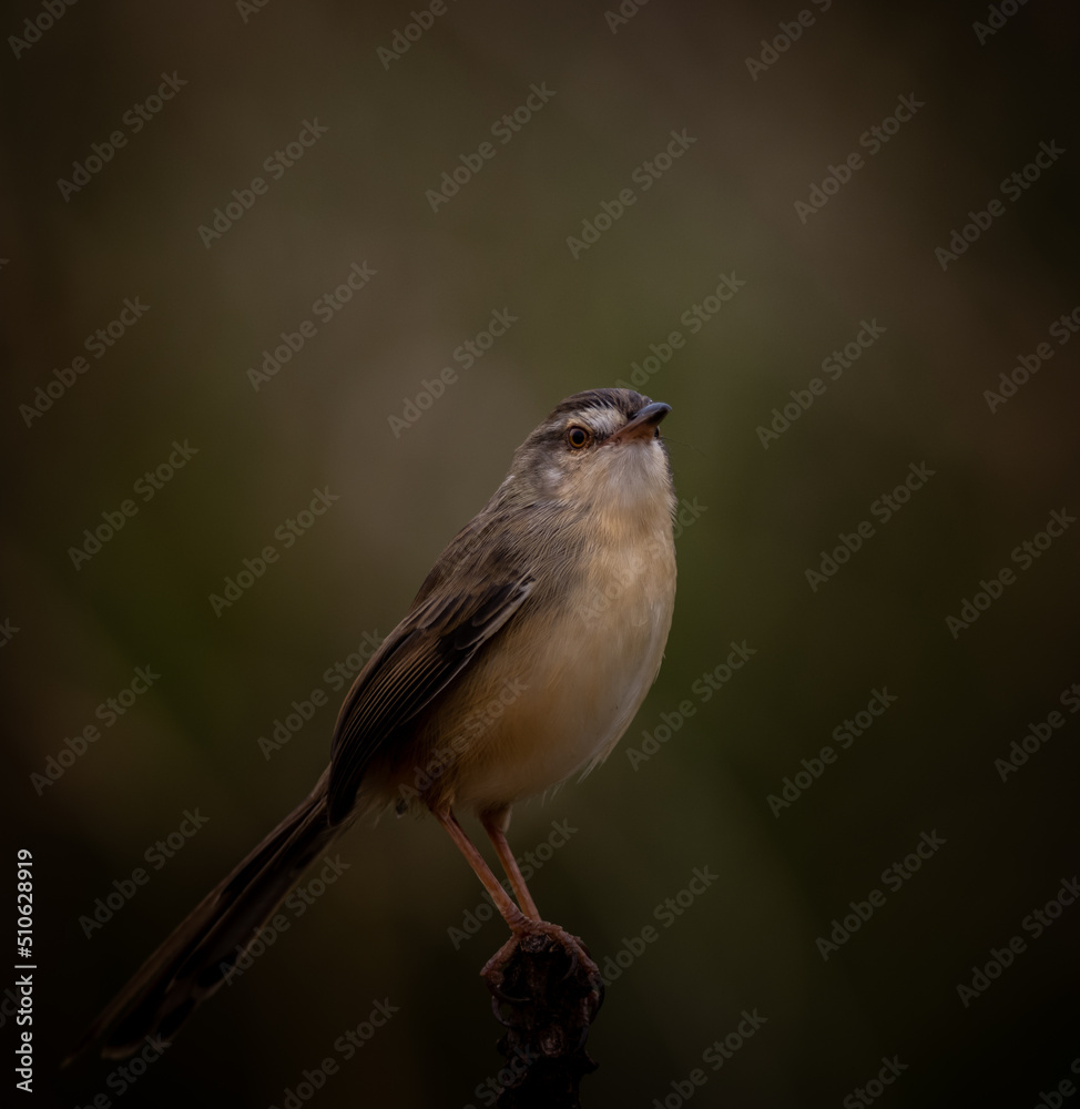 Fototapeta premium Prinia inornata on the branch tree.