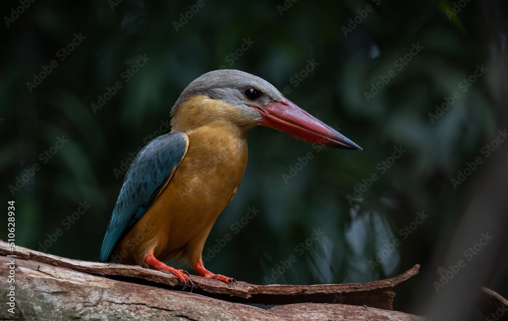 Fototapeta premium Stork-billed Kingfisher on the branch tree.