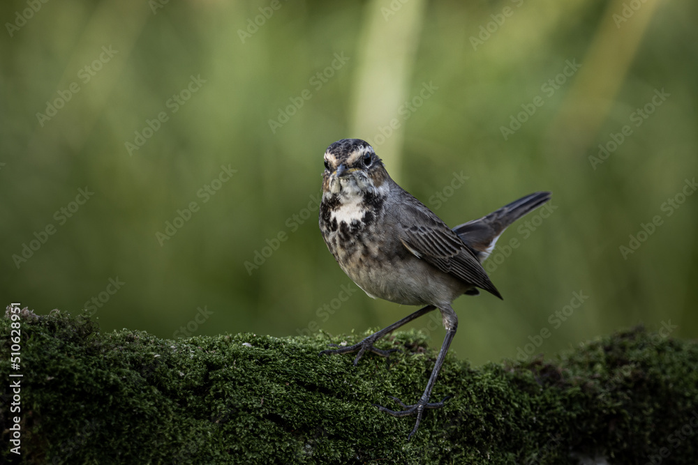 Bluethroat (female) standing on a dry log covered with green moss.