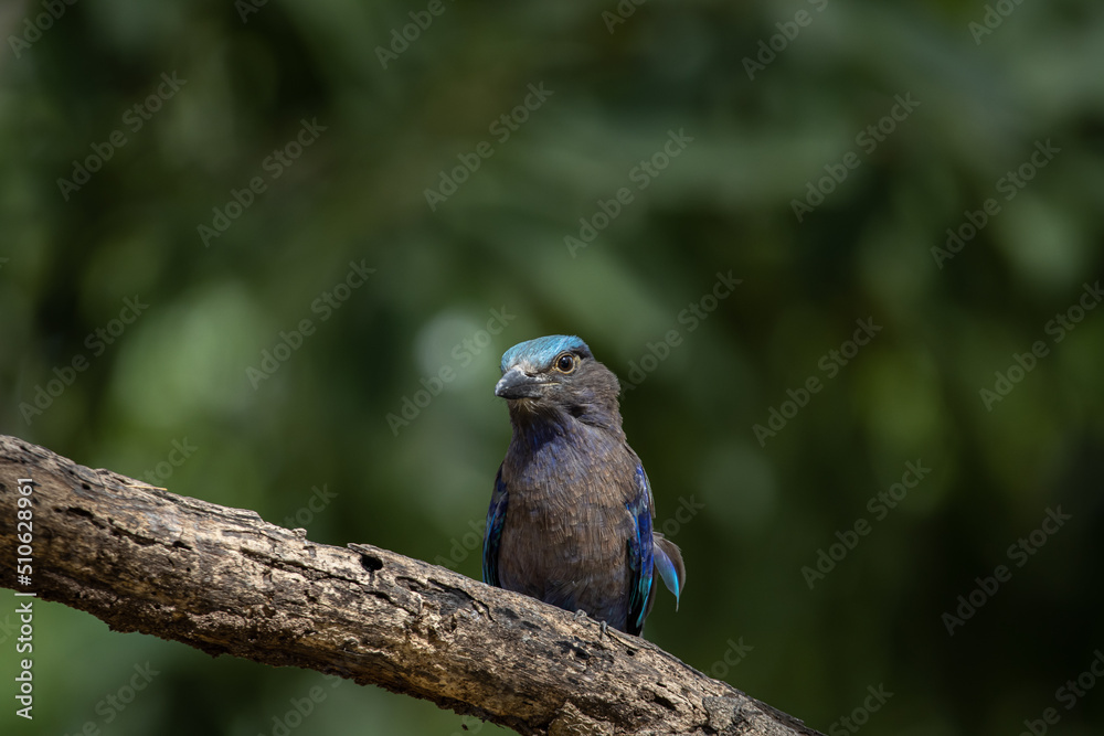 Obraz premium Indian Roller standing on a dry branch tree.