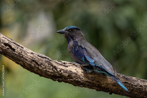  Indian Roller standing on a dry branch tree. © photonewman