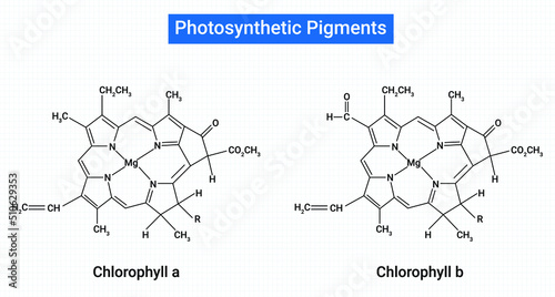 Photosynthetic pigments : Chlorophyll a and Chlorophyll b