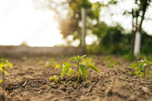 young peppers in the vegetable garden at sunset