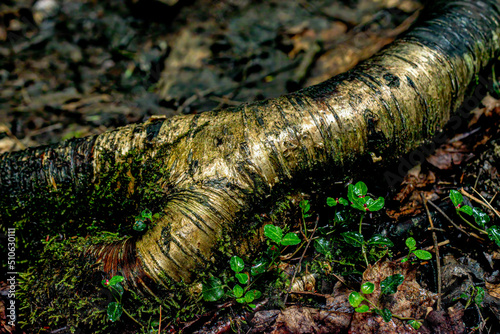 An exposed tree root along a path at Aqua-Terra Wilderness Area in Binghamton NY is a colorful Black and Gold in color.  Wet root after rain moves thru.  