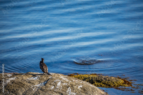 Cormorant resting on wet rock in the sea. Near the shores of Ahtopol, Black Sea, Bulgaria © lightcaptured