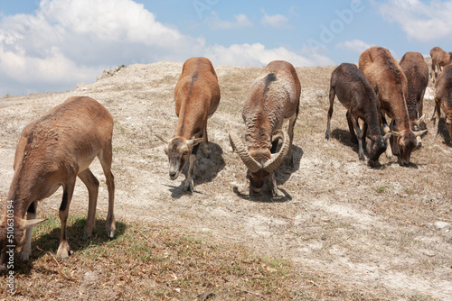 Barbary sheep: scientific name Ammotragus lervia With short fur and horns, except for a long beard, they are herbivorous mammalian animals in the wild, inhabitants of the African savannah