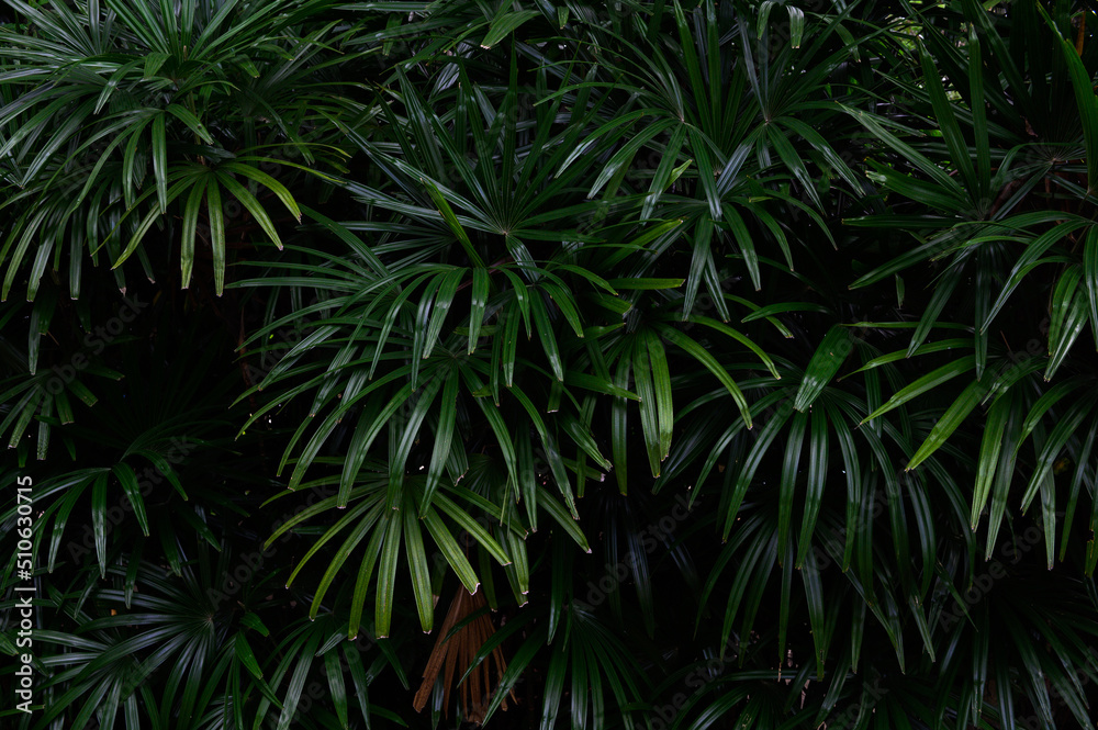 abstract stunning panorama green leaf texture, tropical leaf foliage nature dark green background. green banners nature tropical concept abstract stunning panorama green leaf texture, tropical leaf foliage nature dark green background. green banners nature tropical concept