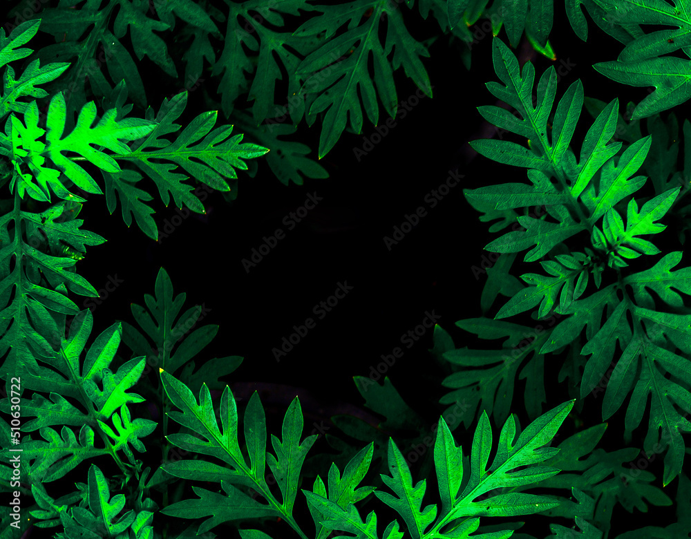 abstract stunning panorama green leaf texture, tropical leaf foliage nature dark green background. green banners nature tropical concept abstract stunning panorama green leaf texture, tropical leaf foliage nature dark green background. green banners nature tropical concept
