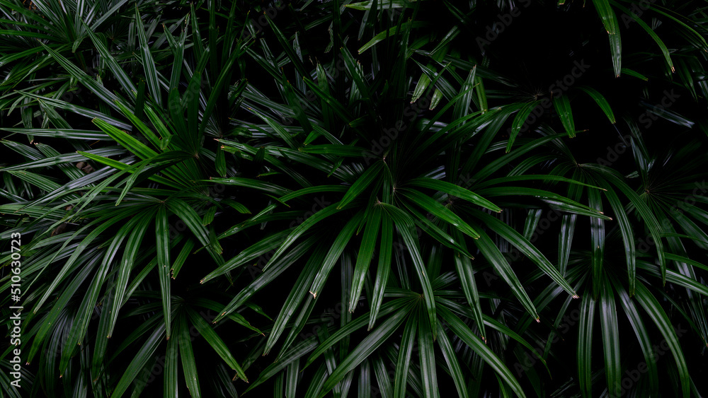 abstract stunning panorama green leaf texture, tropical leaf foliage nature dark green background. green banners nature tropical concept abstract stunning panorama green leaf texture, tropical leaf foliage nature dark green background. green banners nature tropical concept