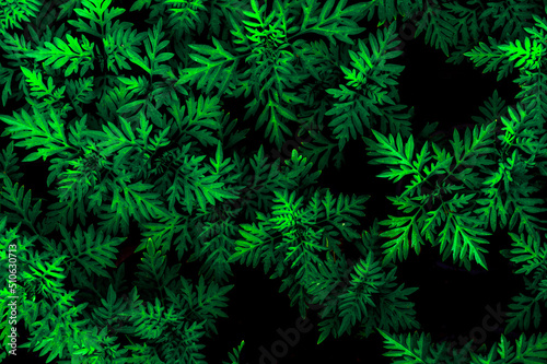 tropical leaves, abstract green leaves texture, nature background © Jirawatfoto