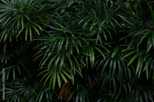 abstract stunning panorama green leaf texture  tropical leaf foliage nature dark green background. green banners nature tropical concept