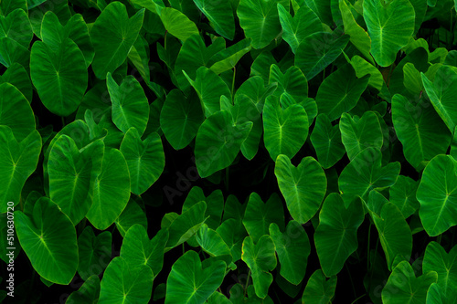 abstract stunning panorama green leaf texture, tropical leaf foliage nature dark green background. green banners nature tropical concept