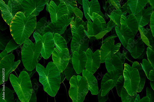 abstract stunning panorama green leaf texture, tropical leaf foliage nature dark green background. green banners nature tropical concept