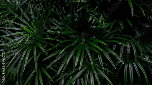 abstract stunning panorama green leaf texture  tropical leaf foliage nature dark green background. green banners nature tropical concept