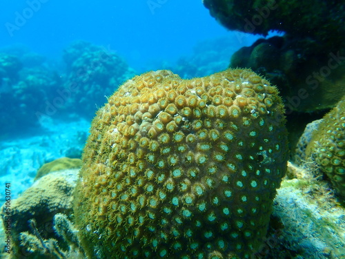Great star coral or false knob coral, large-cupped boulder coral (Montastraea cavernosa) undersea, Caribbean Sea, Cuba, Playa Cueva de los peces photo