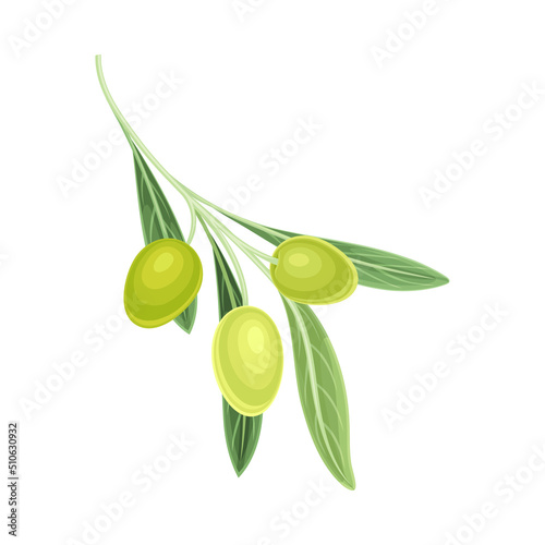 Branch of Mature Olives Cultivar with Hanging Small Green Drupe Fruit Vector Illustration