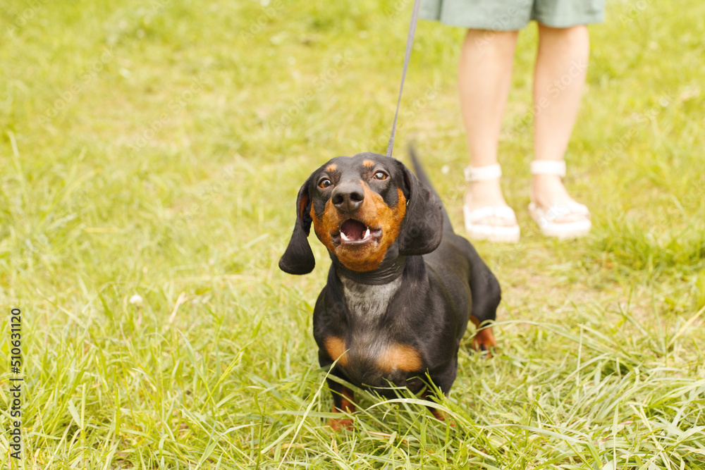 woman walks with the dog on a leash in the park . dachshund are barking near a woman's feet