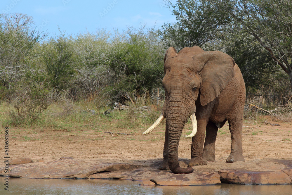 Fototapeta premium Afrikanischer Elefant / African elephant / Loxodonta africana