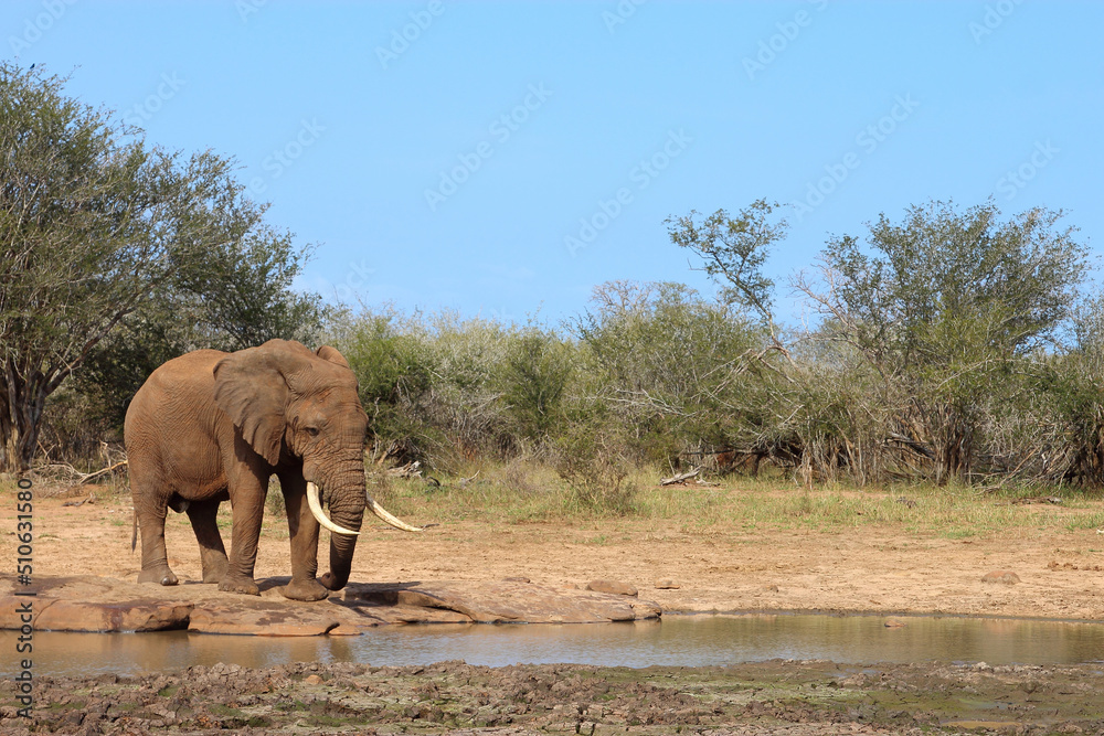 Obraz premium Afrikanischer Elefant / African elephant / Loxodonta africana