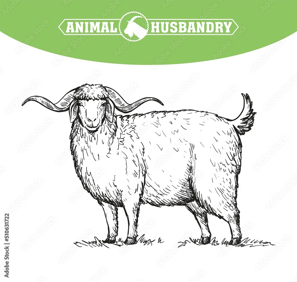 Angora Goat Stock Vector Illustration and Royalty Free Angora Goat Clipart