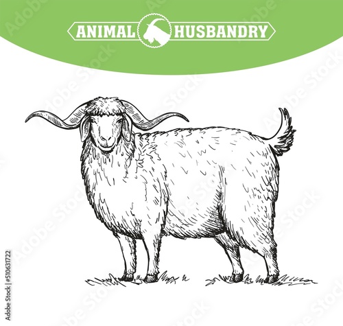 Angora goat with large saggy ears and long wool, animal husbandry, hand drawn illustration