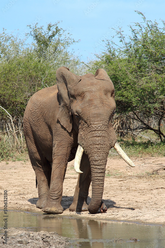 Fototapeta premium Afrikanischer Elefant / African elephant / Loxodonta africana