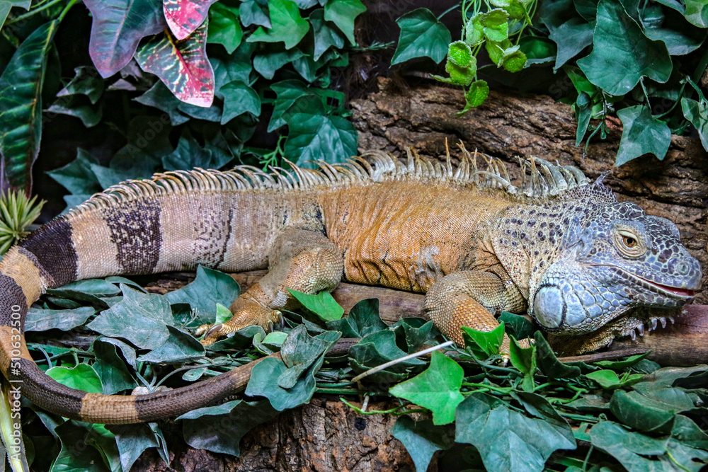 Iguana at the Aquarium Zoo in Pula Iguana at the Aquarium Zoo in Pula