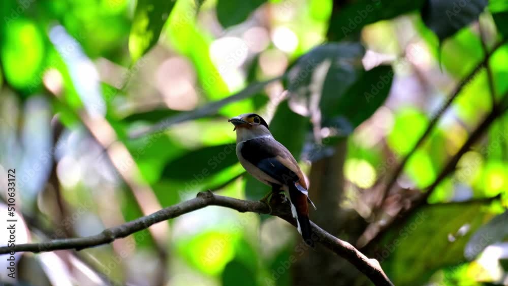 Seen with food in the mouth perched on a branch and then flies away to deliver, Silver-breasted Broadbill, Serilophus lunatus, Kaeng Krachan National Park, Thailand. Seen with food in the mouth perched on a branch and then flies away to deliver, Silver-breasted Broadbill, Serilophus lunatus, Kaeng Krachan National Park, Thailand.