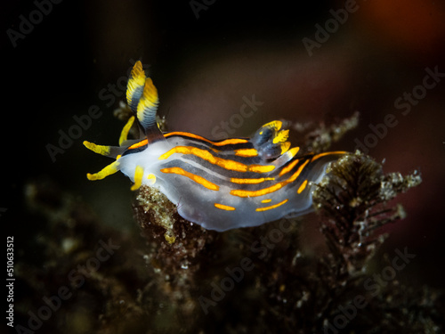 Polycera quadrilineata, is a sea slug, a species of dorid nudibranch. It is a marine gastropod mollusc in the family Polyceridae. The specific epithet quadrilineata means four-lined  photo