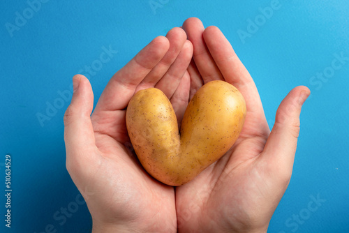 Man holds heart shaped ugly potato on blue background. Ugly vegetables