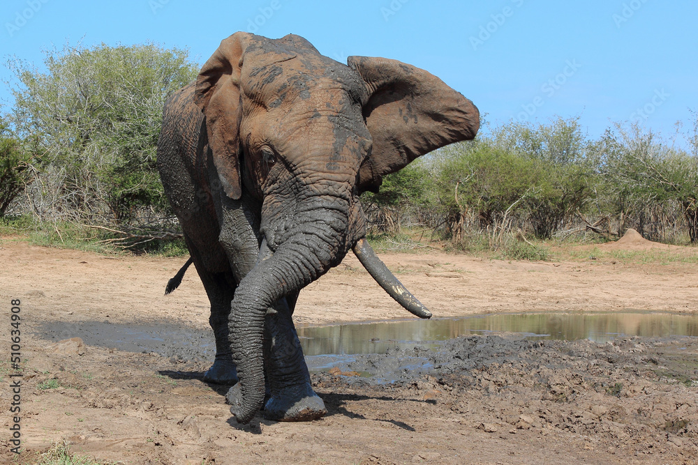 Fototapeta premium Afrikanischer Elefant / African elephant / Loxodonta africana