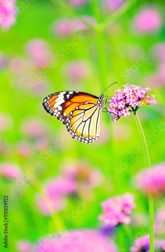 monarch butterfly on flower © Siri.P