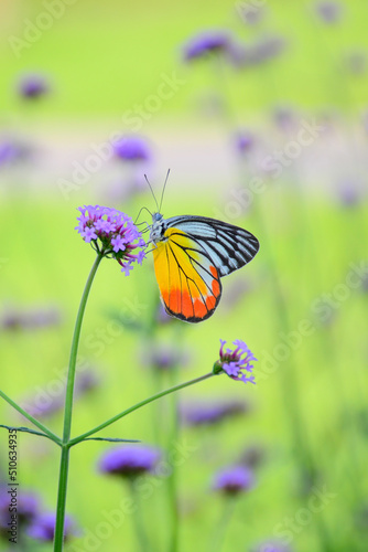 butterfly on flower