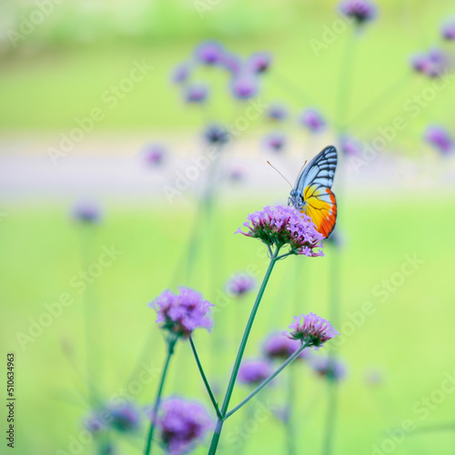 butterfly on a flower © Siri.P