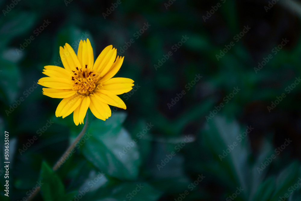 yellow flower in the garden