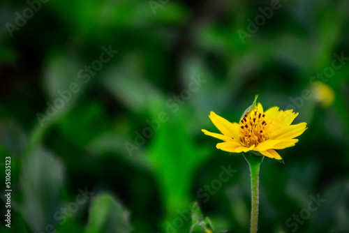 yellow dandelion flower © Siri.P
