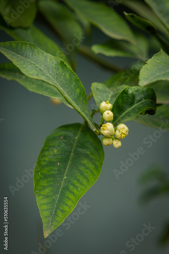 White flowers (buds) of lemon on a tree branch in the garden after the rain. Homemade fruits, craft production