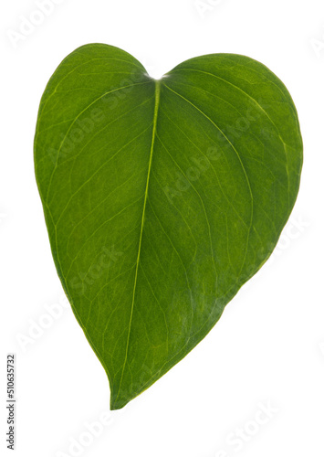 Pothos leaf