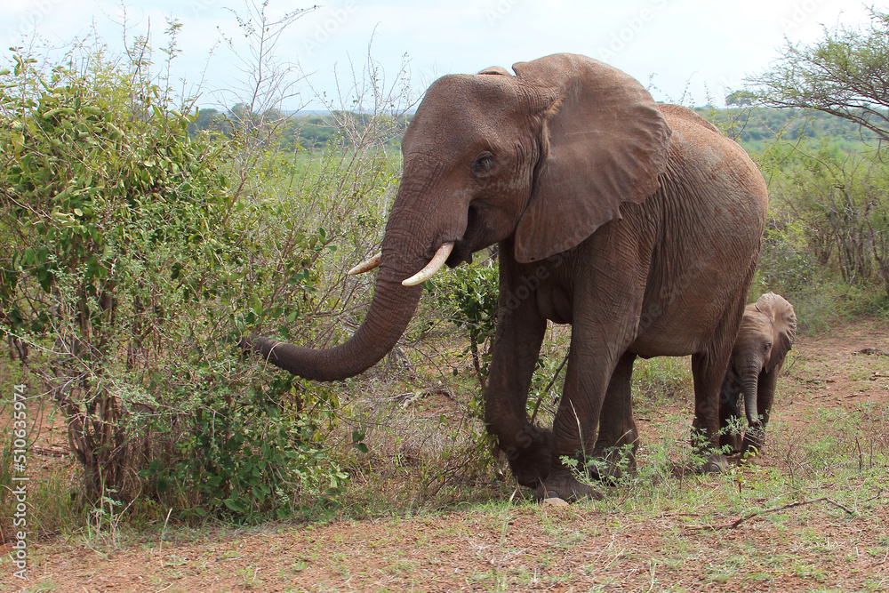 Obraz premium Afrikanischer Elefant / African elephant / Loxodonta africana