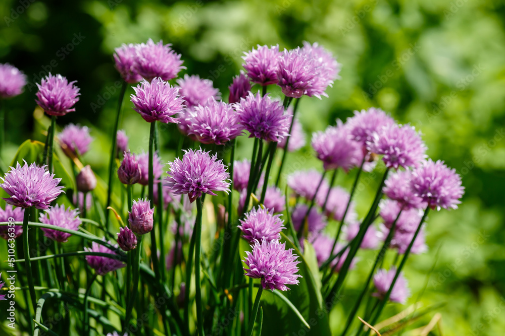 Flowers, Onions, Skoroda Onion, Chives Bow, Schnitt Onion, Chives, Onion Cutter Flowers, Onions, Skoroda Onion, Chives Bow, Schnitt Onion, Chives, Onion Cutter