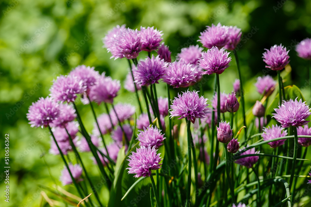 Flowers, Onions, Skoroda Onion, Chives Bow, Schnitt Onion, Chives, Onion Cutter Flowers, Onions, Skoroda Onion, Chives Bow, Schnitt Onion, Chives, Onion Cutter