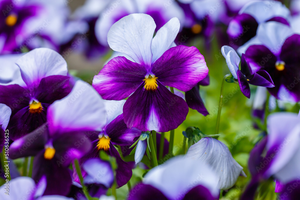 Purple and blue viloa close up in garden Purple and blue viloa close up in garden