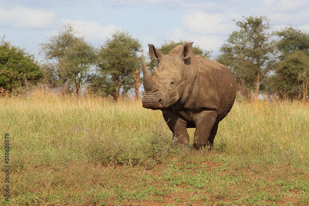 Breitmaulnashorn / Square-lipped rhinoceros / Ceratotherium simum