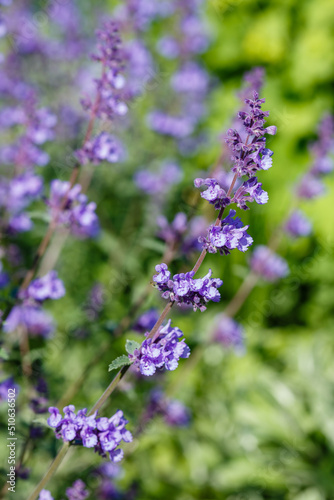 Catnip flowers  Nepeta   in grass garden