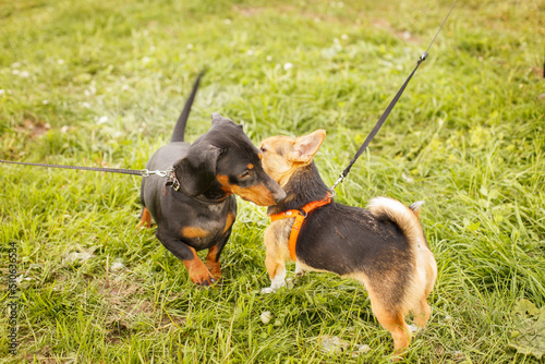 two dogs sniffing each other outside in greeting